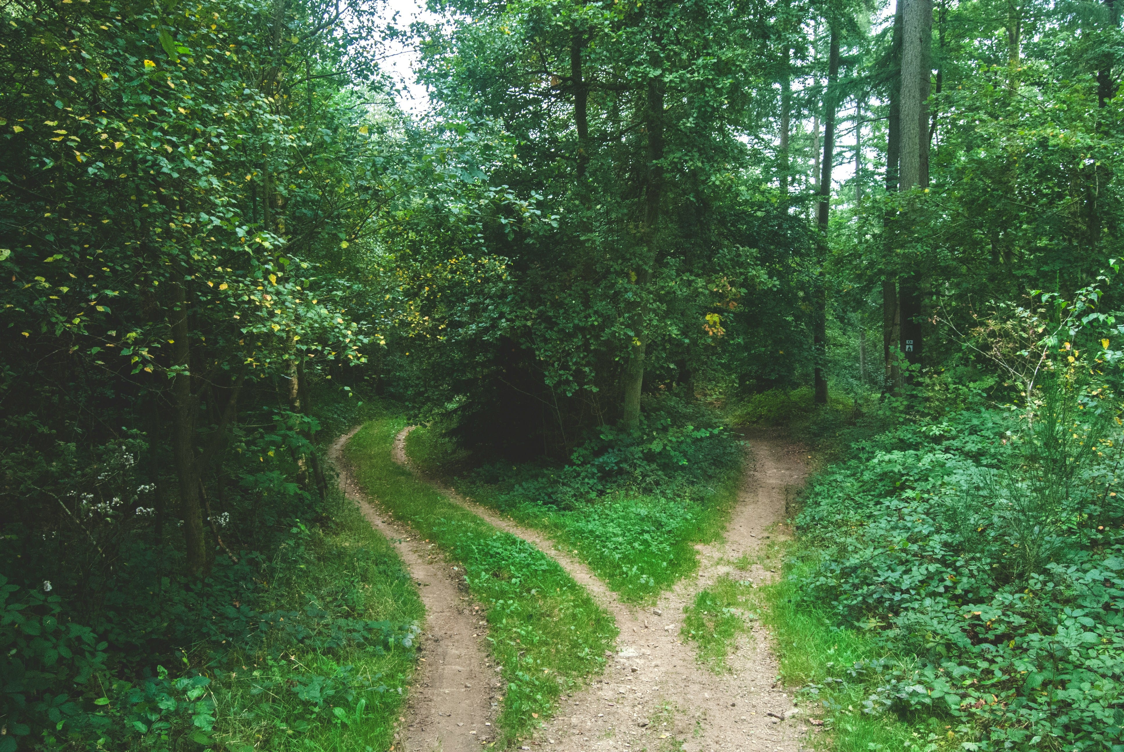 Forest Roads Dividing